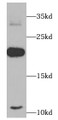 Western Blot