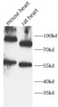 Western Blot