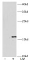 Western Blot