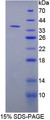 Figure 1. SDS-PAGE