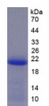 Figure 2. SDS-PAGE