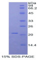 Figure 1. SDS-PAGE