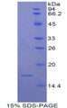 Figure 1. SDS-PAGE