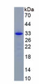 Figure 1. SDS-PAGE