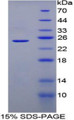 Figure 1. SDS-PAGE