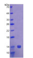 Figure 2. SDS-PAGE