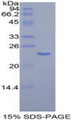 Figure 1. SDS-PAGE