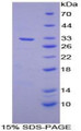 Figure 1. SDS-PAGE