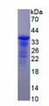 Figure 1. SDS-PAGE