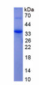 Figure 1. SDS-PAGE