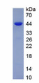 Figure 1. SDS-PAGE