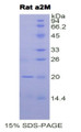 Figure 1. SDS-PAGE