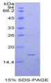 Figure 1. SDS-PAGE