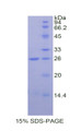 Figure 1. SDS-PAGE