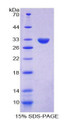 Figure 1. SDS-PAGE