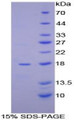 Figure 1. SDS-PAGE