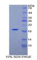 Figure 1. SDS-PAGE