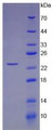 Figure 3. SDS-PAGE