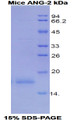 Figure 1. SDS-PAGE