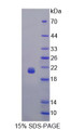 Figure 1. SDS-PAGE