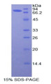 Figure 1. SDS-PAGE