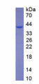 Figure 2. SDS-PAGE