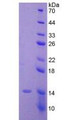 Figure 3. SDS-PAGE