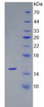 Figure 2. SDS-PAGE