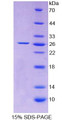 Figure 1. SDS-PAGE