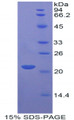 Figure 1. SDS-PAGE