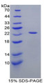 Figure 1. SDS-PAGE