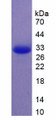 Figure 2. SDS-PAGE