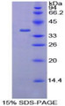 Figure 1. SDS-PAGE