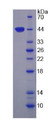 Figure 2. SDS-PAGE