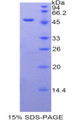 Figure 1. SDS-PAGE