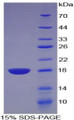 Figure 1. SDS-PAGE