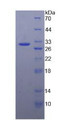 Figure 3. SDS-PAGE