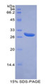 Figure 1. SDS-PAGE