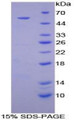 Figure 1. SDS-PAGE