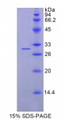 Figure 1. SDS-PAGE