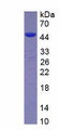 Figure 1. SDS-PAGE