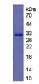 Figure 1. SDS-PAGE