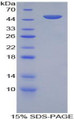 Figure 1. SDS-PAGE