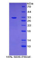 Figure 1. SDS-PAGE