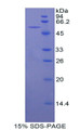 Figure 1. SDS-PAGE