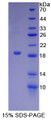 Figure 1. SDS-PAGE