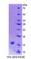 Figure 1. SDS-PAGE