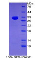 Figure 1. SDS-PAGE