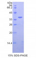 Figure 1. SDS-PAGE