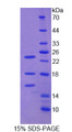 Figure 1. SDS-PAGE